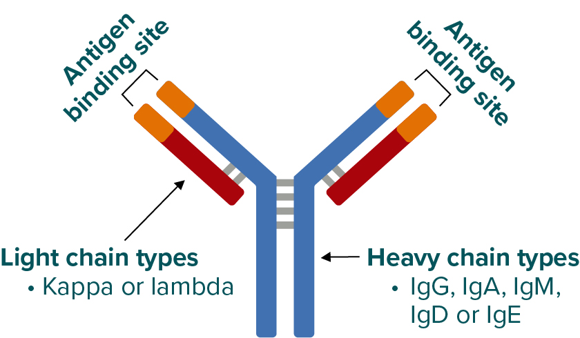 Structure of an antibody