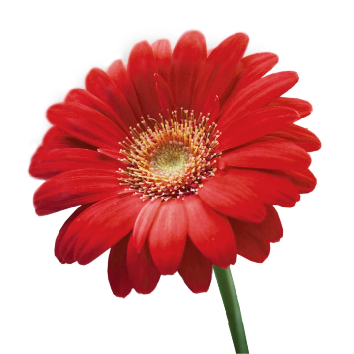 Close up of a red gerbera daisy on a white background